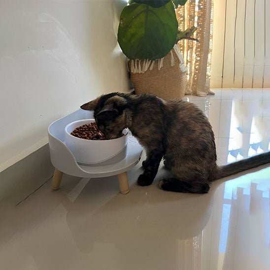 Gamelle pour chat | ChicFeeder™ - Joyeux Ronron