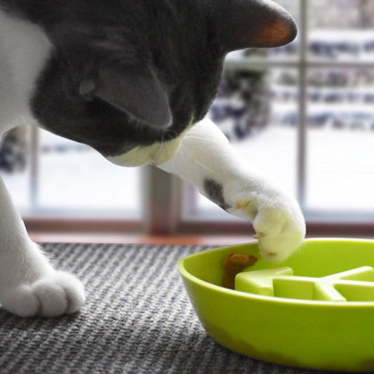 gamelle-anti-glouton-chat