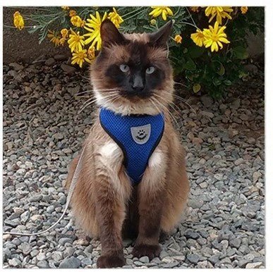 harnais-pour-chat-bleu